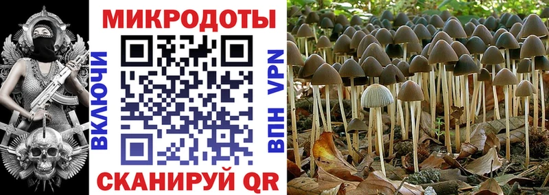 Псилоцибиновые грибы Cubensis  Александровск-Сахалинский 